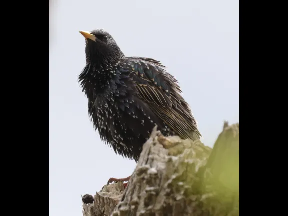 A European starling at Breakneck Hill Conservation Land in Southborough, photographed by Steve Forman. A European starling at Breakneck Hill Conservation Land in Southborough, photographed by Steve Forman.