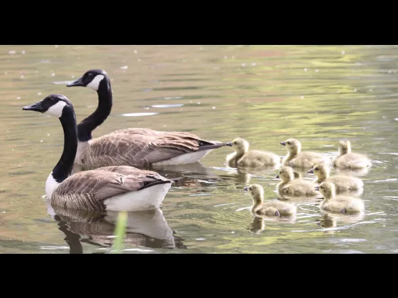 A family of Canada geese at Grist Mill Pond in Sudbury, photographed by Steve Forman.