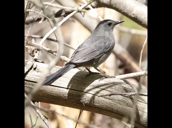 A gray catbird at Mass Audubon's Waseeka Wildlife Sanctuary in Hopkinton, photographed by Steve Forman. A gray catbird at Mass Audubon's Waseeka Wildlife Sanctuary in Hopkinton, photographed by Steve Forman.