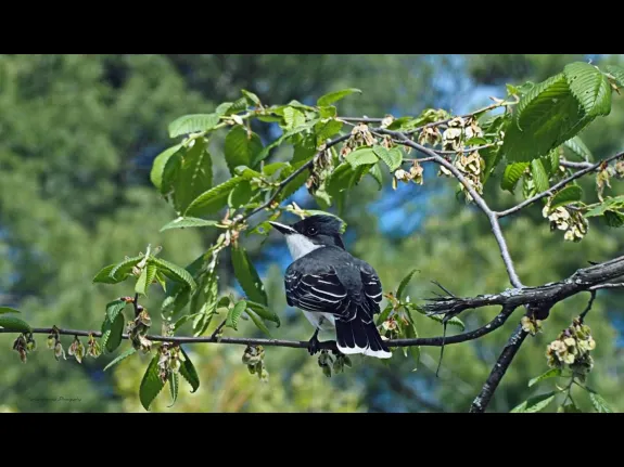 An eastern kingbird at Dean Park in Shrewsbury, photographed by Sandy Howard.