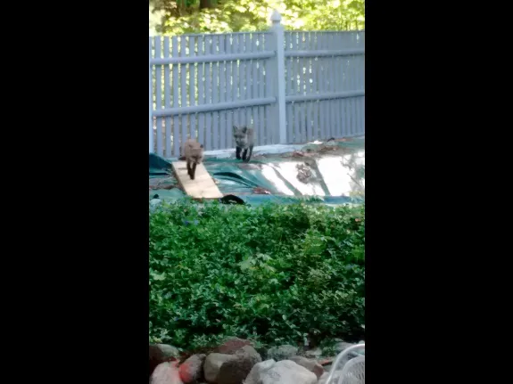 Red fox kits in Sudbury, photographed by Tom McGowan.