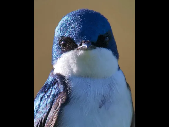 A tree swallow at South Meadow Playground in Concord, photographed by David Seibel.