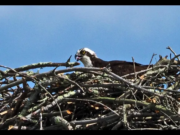 An osprey on a nest in Sudbury, photographed by Joan Chasan.