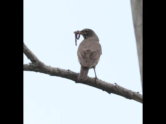 An American robin at Breakneck Hill Conservation Land in Southborough, photographed by Steve Forman.