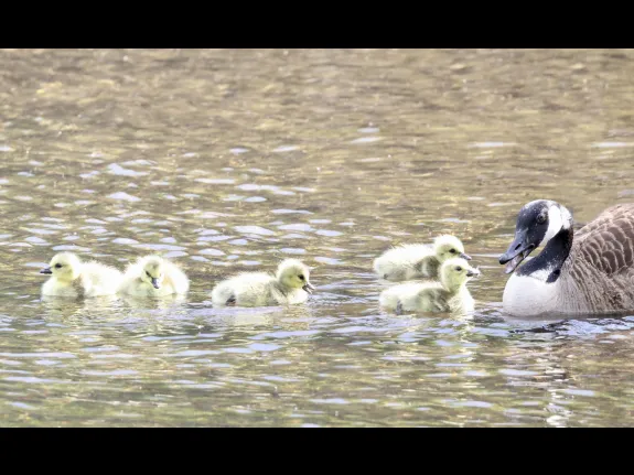 A family of Canada geese at Grist Mill Pond in Marlborough, photographed by Steve Forman.