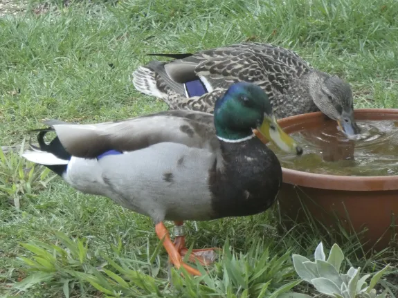 Mallards in Sudbury, photographed by Sharon Tentarelli.