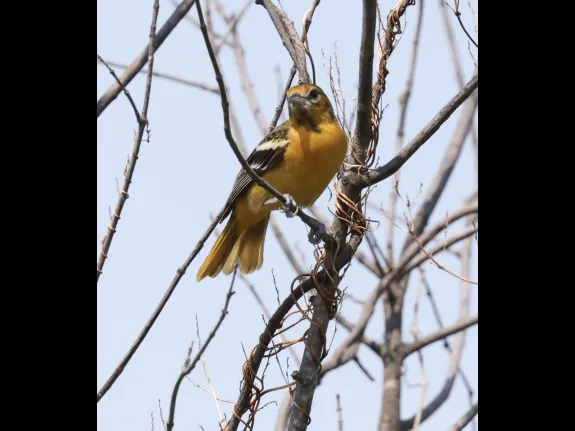 A Baltimore oriole at Hager Pond in Marlborough, photographed by Steve Forman. A Baltimore oriole at Hager Pond in Marlborough, photographed by Steve Forman.
