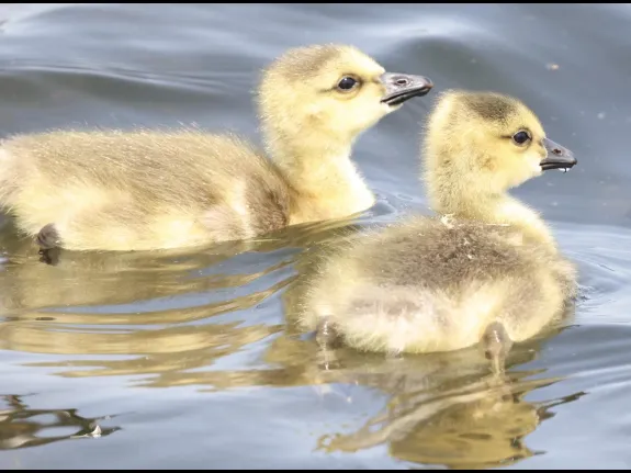 Canada geese goslings at Farm Pond in Framingham, photographed by Steve Forman.