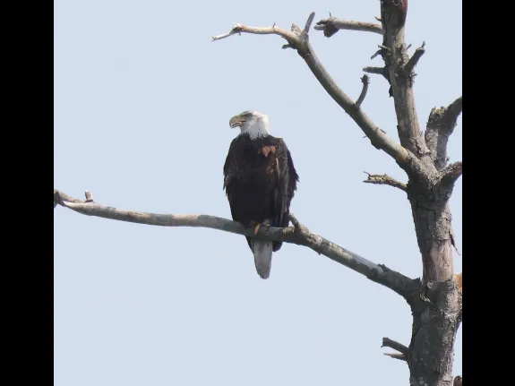 A bald eagle at the Sudbury Reservoir in Southborough, photographed by Steve Forman.