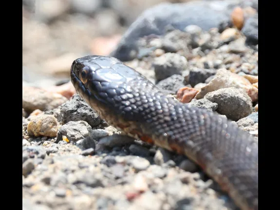 A northern water snake at Grist Mill Pond in Sudbury, photographed by Steve Forman.