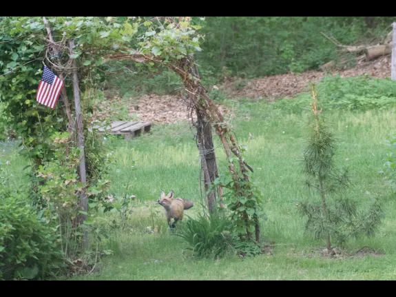 A red fox in Maynard, photographed by Gail Sartori.