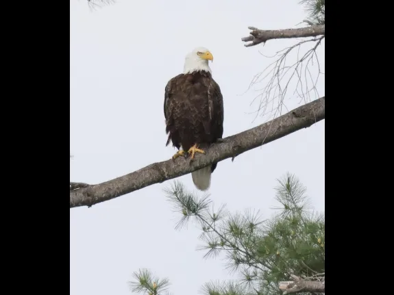 A bald eagle at Foss Reservoir in Framingham, photographed by Steve Forman.