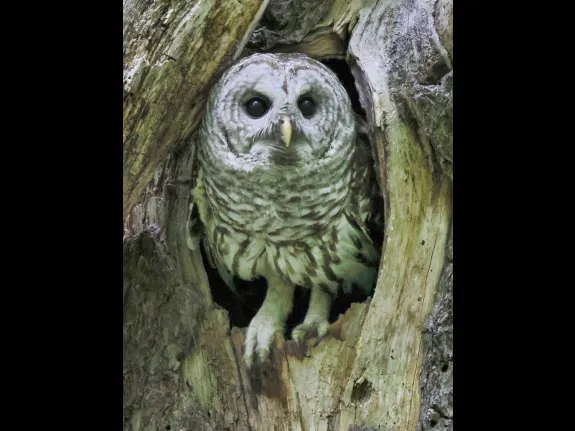 A barred owl in Acton, photographed by Steve Forman.
