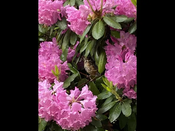 An American robin fledgling in Marlborough, photographed by Karin Paquin.