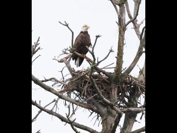 A bald eagle at the Sudbury Reservoir in Southborough, photographed by Steve Forman.