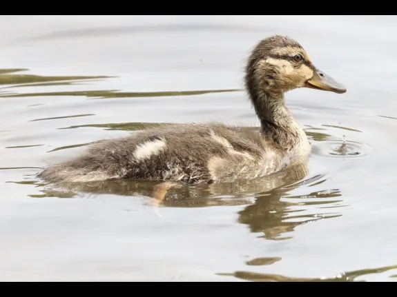 A mallard duckling at Hager Pond in Marlborough, photographed by Steve Forman. A mallard duckling at Hager Pond in Marlborough, photographed by Steve Forman.