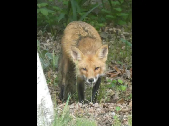 A red fox in Sudbury, photographed by Sharon Tentarelli.