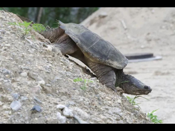 A snapping turtle in Stow, photographed by Gail Sartori. A snapping turtle in Stow, photographed by Gail Sartori.