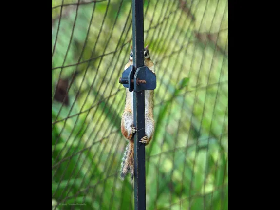 An eastern chipmunk in Northborough, photographed by Sandy Howard.