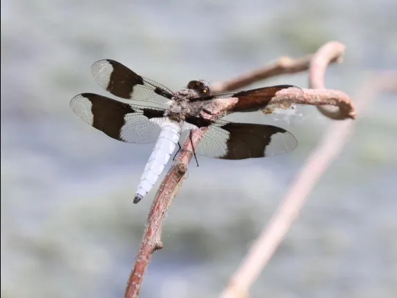 A common whitetail dragonfly at Hager Pond in Marlborough, photographed by Steve Forman. A common whitetail dragonfly at Hager Pond in Marlborough, photographed by Steve Forman.