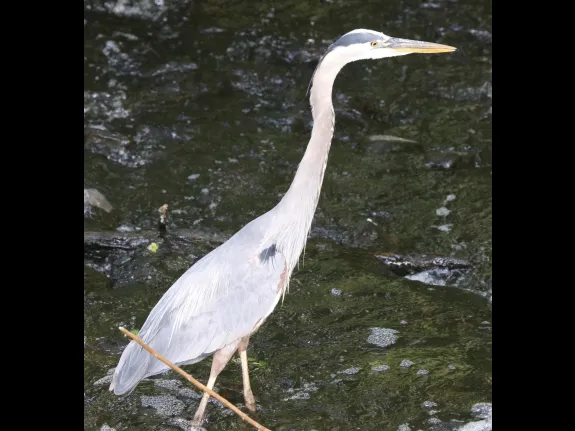 A great blue heron at the Grist Mill Pond in Sudbury, photographed by Steve Forman.