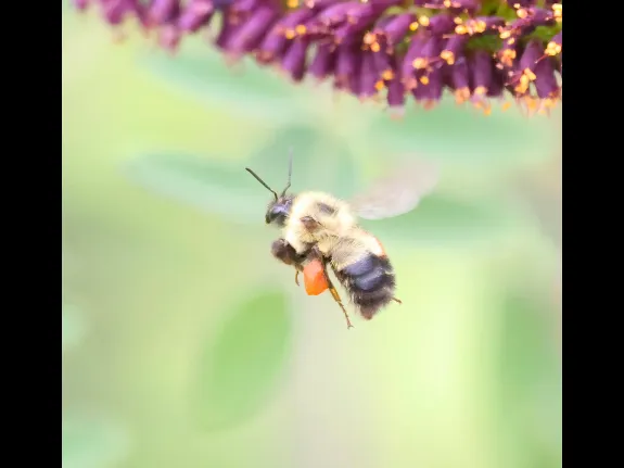 A bumble bee at Great Meadows in Concord, photographed by Steve Forman.