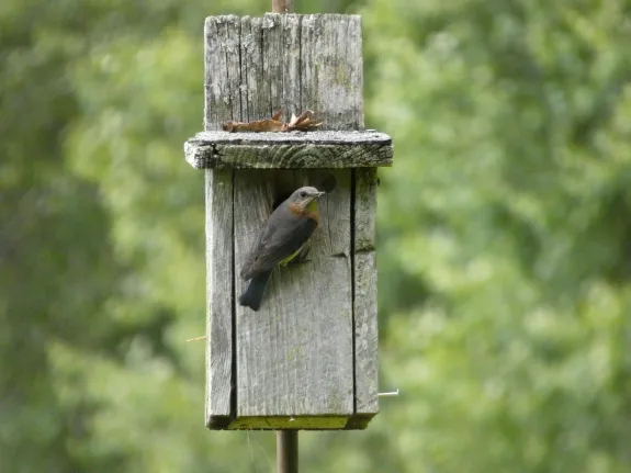An eastern bluebird at Greenways Conservation Area in Wayland, photographed by Shelley Trucksis.