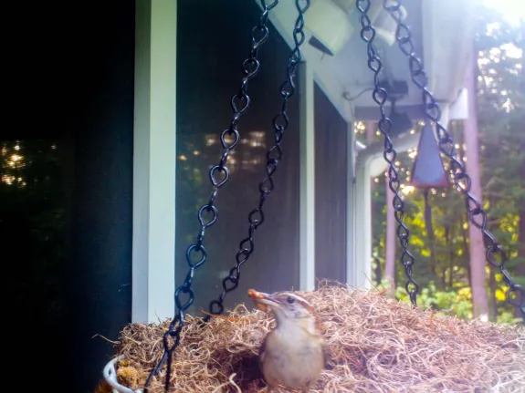 A Carolina wren in Framingham, photographed by George Marold.