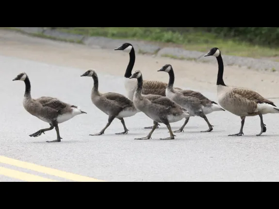 Canada geese at Hager Pond in Marlborough, photographed by Steve Forman.