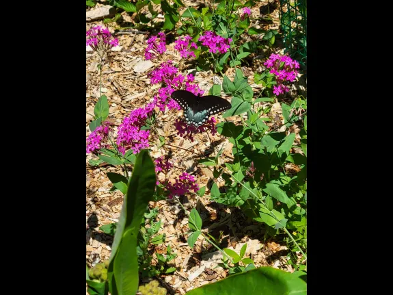 A spicebush swallowtail in Northborough, photographed by Marnie Frankian.