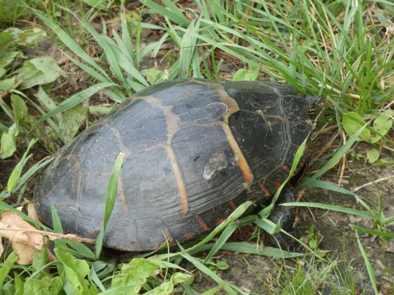 A painted turtle at Greenways Conservation Area in Wayland, photographed by Shelley Trucksis.