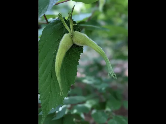 Beaked hazelnuts at Brues Woods in Sudbury, photographed by Joel Moskowitz.