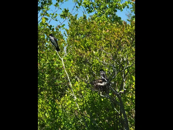 Eastern kingbirds at Willis Pond in Sudbury, photographed by Nicci Meadow.
