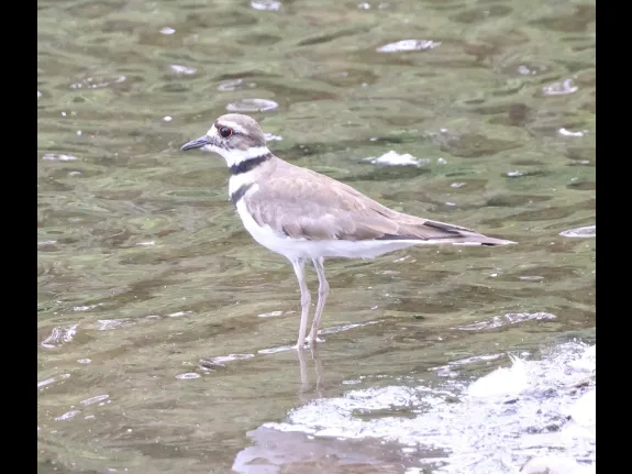 A killdeer at Hager Pond in Marlborough, photographed by Steve Forman.