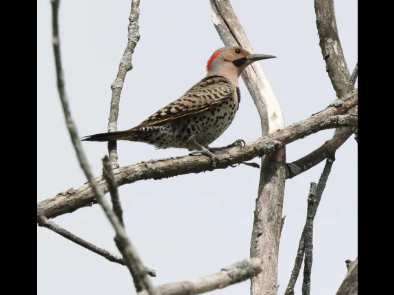 A northern flicker at Breakneck Hill Conservation Land in Southborough, photographed by Steve Forman.