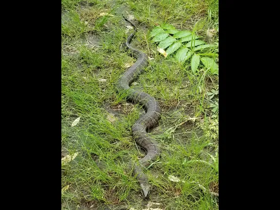 A northern water snake at SVT's Cedar Hill Reservation in Northborough, photographed by Laura Lane.