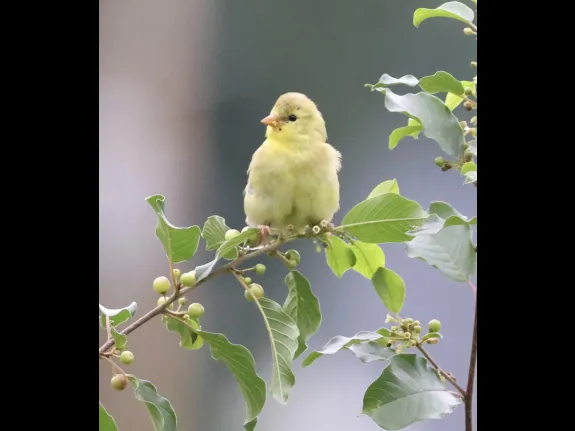 An American goldfinch at Breakneck Hill Conservation Land in Southborough, photographed by Steve Forman.
