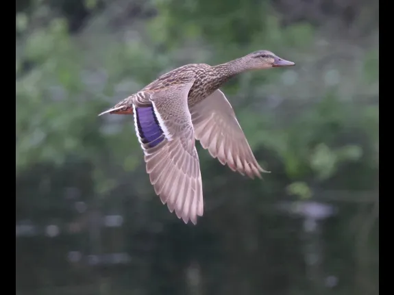 A mallard at Hager Pond in Marlborough, photographed by Steve Forman.
