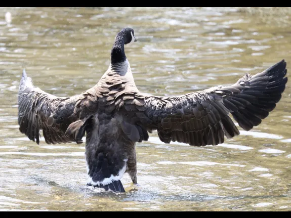 A Canada goose at Hager Pond in Marlborough, photographed by Steve Forman.