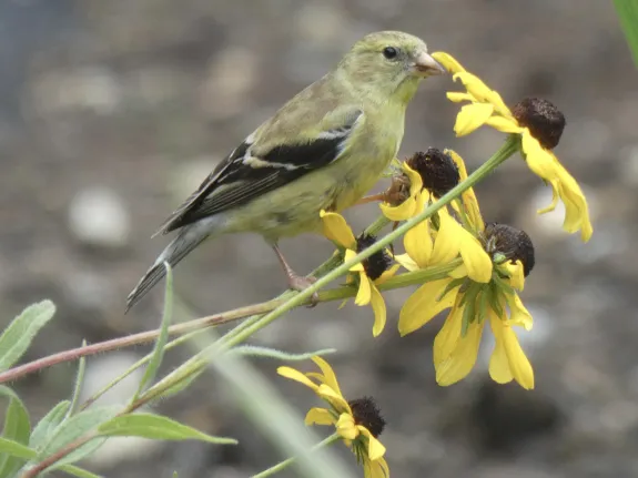 An American goldfinch in Sudbury, photographed by Sharon Tentarelli.