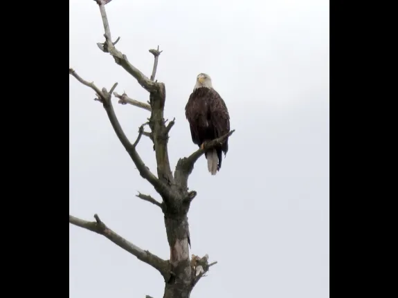 A bald eagle at the Sudbury Reservoir in Southborough, photographed by Steve Forman.