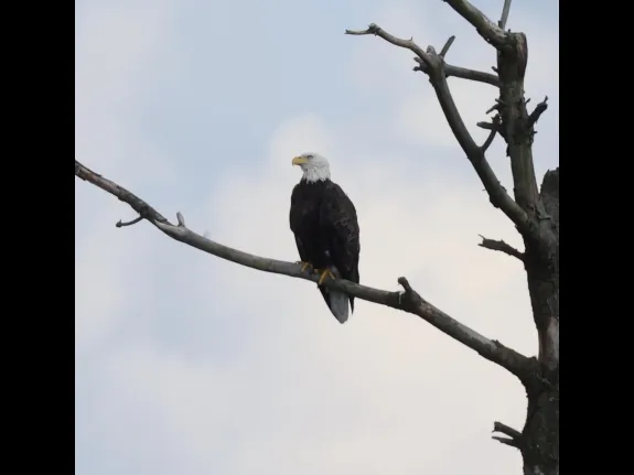 A bald eagle at the Sudbury Reservoir in Southborough, photographed by Steve Forman.