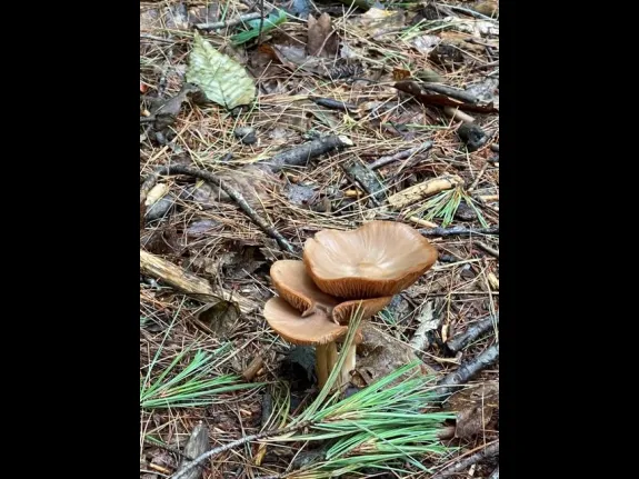 Mushrooms at Greenways Conservation Area in Wayland, photographed by Molly Kim.
