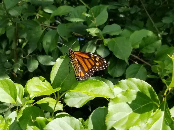 A monarch butterfly at Cedar Hill in Northborough, photographed by Laura Lane.