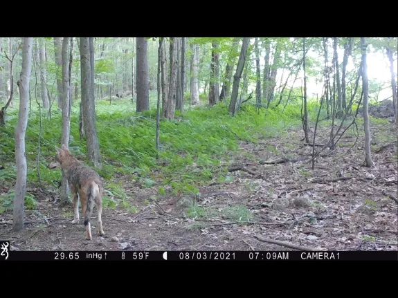A coyote in Harvard, photographed with an automatically triggered wildlife camera by Steve Cumming.