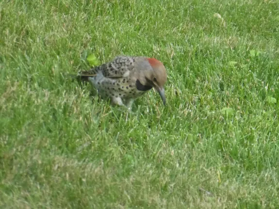 A northern flicker in Westborough, photographed by John Carter.