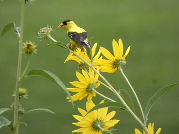 An American goldfinch in Sudbury, photographed by Sharon Tentarelli.