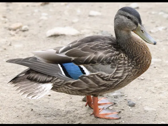 A mallard at Hager Pond in Marlborough, photographed by Steve Forman.