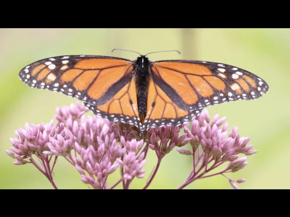 A monarch butterfly at Breakneck Hill Conservation Land in Southborough, photographed by Steve Forman.