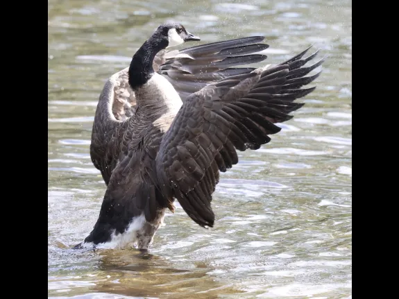 A Canada goose at Hager Pond in Marlborough, photographed by Steve Forman. A Canada goose at Hager Pond in Marlborough, photographed by Steve Forman.
